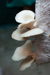 mushrooms on a tree