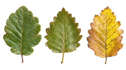 Fototapeta premium Three Leaves Showing Different Seasonal Colors