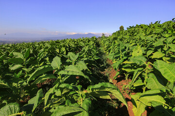 tobacco field with blue sky and leaves freshness natural