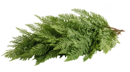 Detailed Green Fern Leaves On Transparent Background