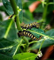 Two monarch butterfly caterpillars feeding on a milkweed plant. Close-up shot capturing vibrant stripes and natural detail in a lush garden setting.
