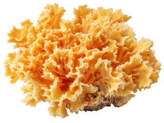 A stunning close up shows the intricate details of a bright orange sun coral specimen, resting on a small base against a clean white background carefully.