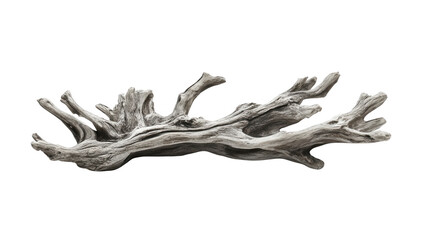 Detailed Driftwood Piece On Transparent Background