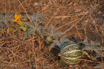 Wild coyote melon gourd growing in the desert