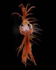 close up of a red and black dragon