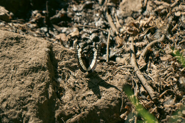 Macro Close up of Weidemeyer's Admiral Black and White Butterfly Dirt - Idaho