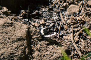 Macro Close up of Weidemeyer's Admiral Black and White Butterfly Dirt - Idaho