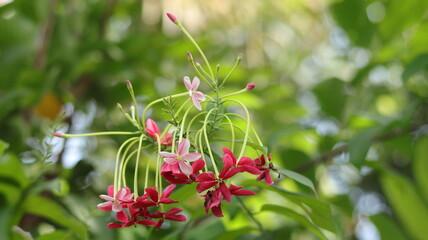 Long-stemmed red flowers of Combretum Indicum or rangoon creper plant in bloom, macro, blurred background