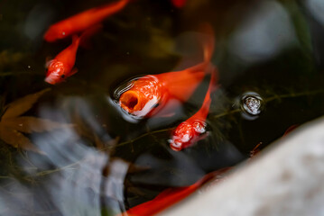 水面で呼吸をする金魚
