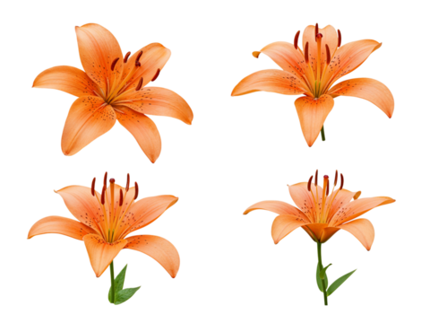 Four orange lily flowers with stamens and petals isolated on transparent background