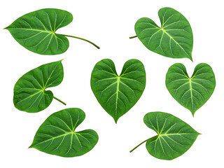 Collection of seven vibrant green heart shaped anthurium leaves isolated on transparent background