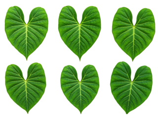 Six vibrant green heart shaped leaves arranged in two rows isolated on transparent background