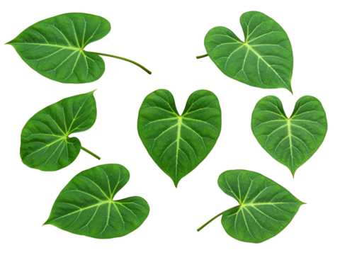 Collection of seven vibrant green heart shaped anthurium leaves isolated on transparent background