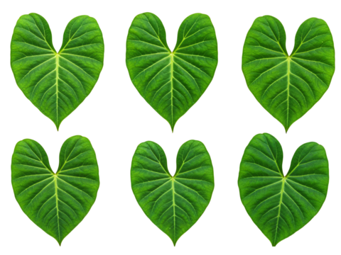 Six vibrant green heart shaped leaves arranged in two rows isolated on transparent background