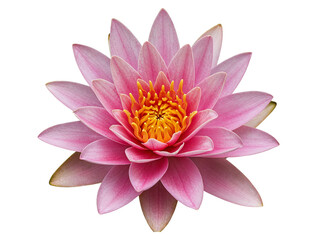 Obraz premium Close up of a beautiful pink water lily flower with yellow center isolated on transparent background