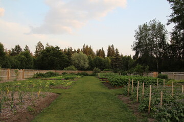 Fototapeta premium Evening In The Garden