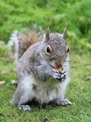 Squirrel in the park eating a seed on a sunny day