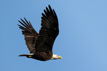 Bald Eagle in Flight
