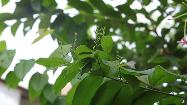 The flower buds of the ranggon creeper will soon bloom