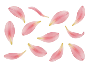 Scattered pink lily petals with delicate veins isolated on transparent background