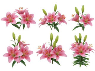 Six arrangements of pink lilies with green buds and leaves isolated on transparent background