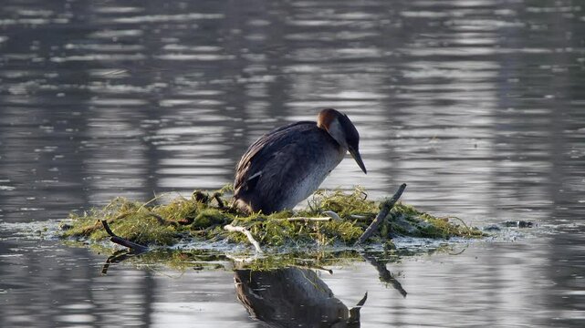Red-necked grebe aquatic bird squats on floating nest eggs to incubate