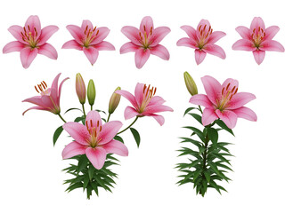 Collection of pink lily flowers and buds isolated on transparent background