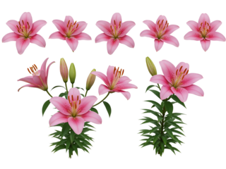 Collection of pink lily flowers and buds isolated on transparent background