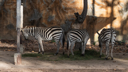 Three Zebras Grazing in Natural Habitat with Unique Striped Patterns and Textured Background Captured in a Zoo Setting with Soft Natural Light