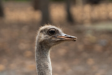 Close-Up Portrait of a Curious Ostrich with Textured Feathers Against a Soft, Blurred Background of Nature, Capturing the Intricacies of Wildlife