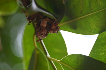 Paper wasps building their nest. Its common names Ropalidia marginata and Indian paper wasps. Paper...