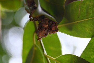 Paper wasps building their nest. Its common names Ropalidia marginata and Indian paper wasps. Paper...