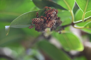 Paper wasps building their nest. Its common names Ropalidia marginata and Indian paper wasps. Paper...