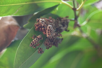 Paper wasps building their nest. Its common names Ropalidia marginata and Indian paper wasps. Paper...