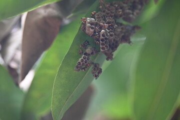 Paper wasps building their nest. Its common names Ropalidia marginata and Indian paper wasps. Paper...