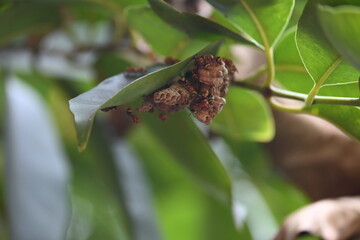 Paper wasps building their nest. Its common names Ropalidia marginata and Indian paper wasps. Paper...