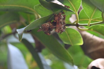 Paper wasps building their nest. Its common names Ropalidia marginata and Indian paper wasps. Paper...