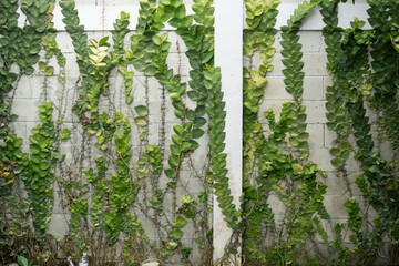 A textured white brick wall covered with vibrant green creeping fig vines, creating a lively...