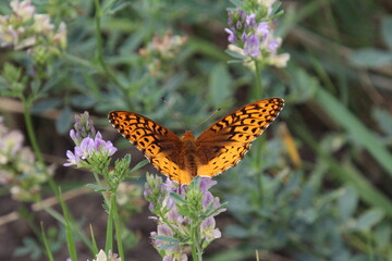 Orange Butterfly On The Wildflower