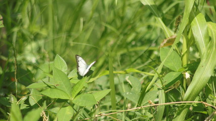 A white butterfly landed on the grass