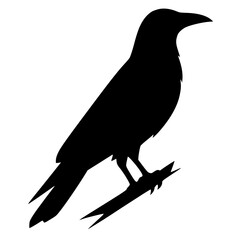 Silhouette of a crow shadow