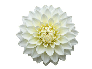 Close up of a perfect white dahlia flower with layered petals isolated on transparent background