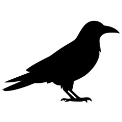 Silhouette of a crow shadow