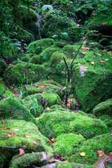 tropical forest with moss