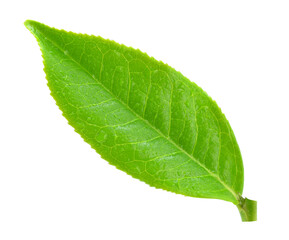 leaves Fresh green tea with drops of water isolated on white