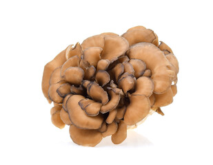 maitake mushrooms isolated on white background
