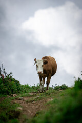 cow in the field
