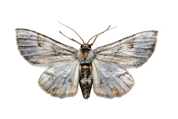 Close up of a pale moth on a black background
