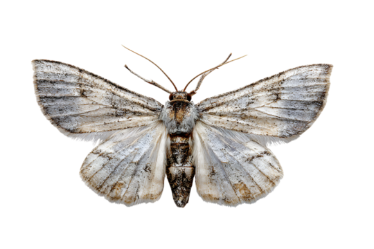 Close up of a pale moth on a black background