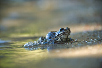 A detailed view of a frog relaxing in the serene water, enjoying its natural habitat.